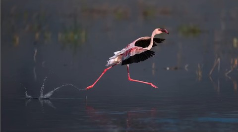 beak, ciconiiformes वॉलपेपर