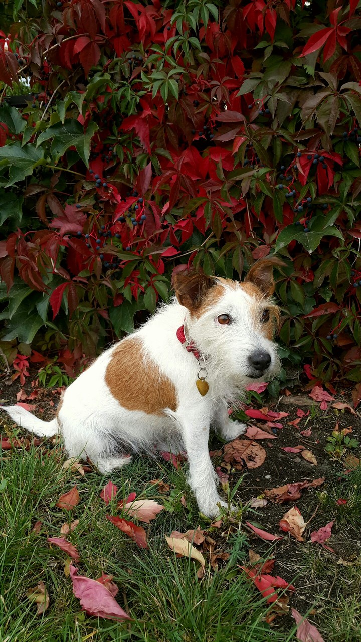 autumn dog