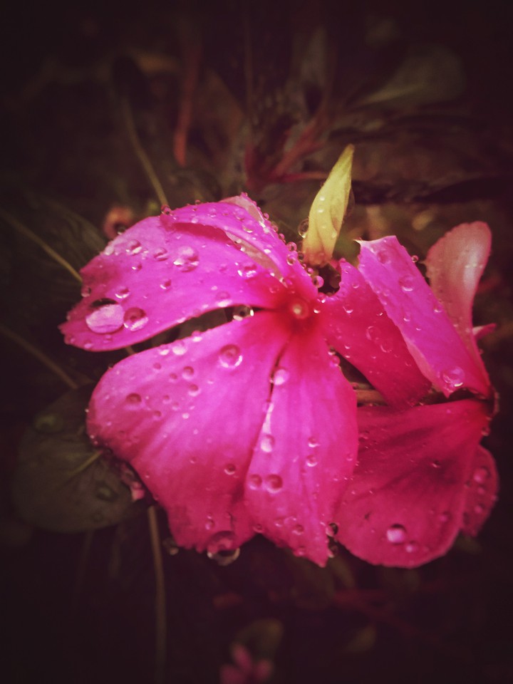flower