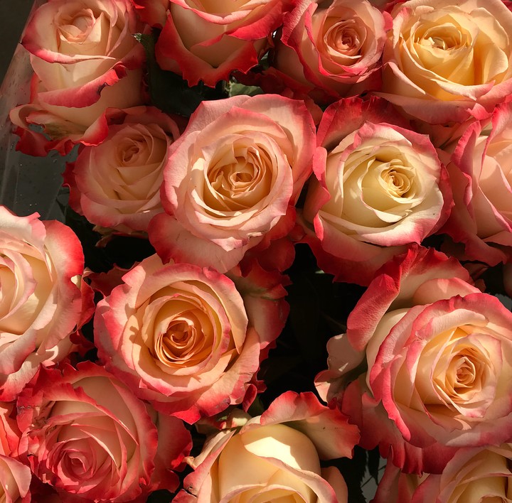 Roses