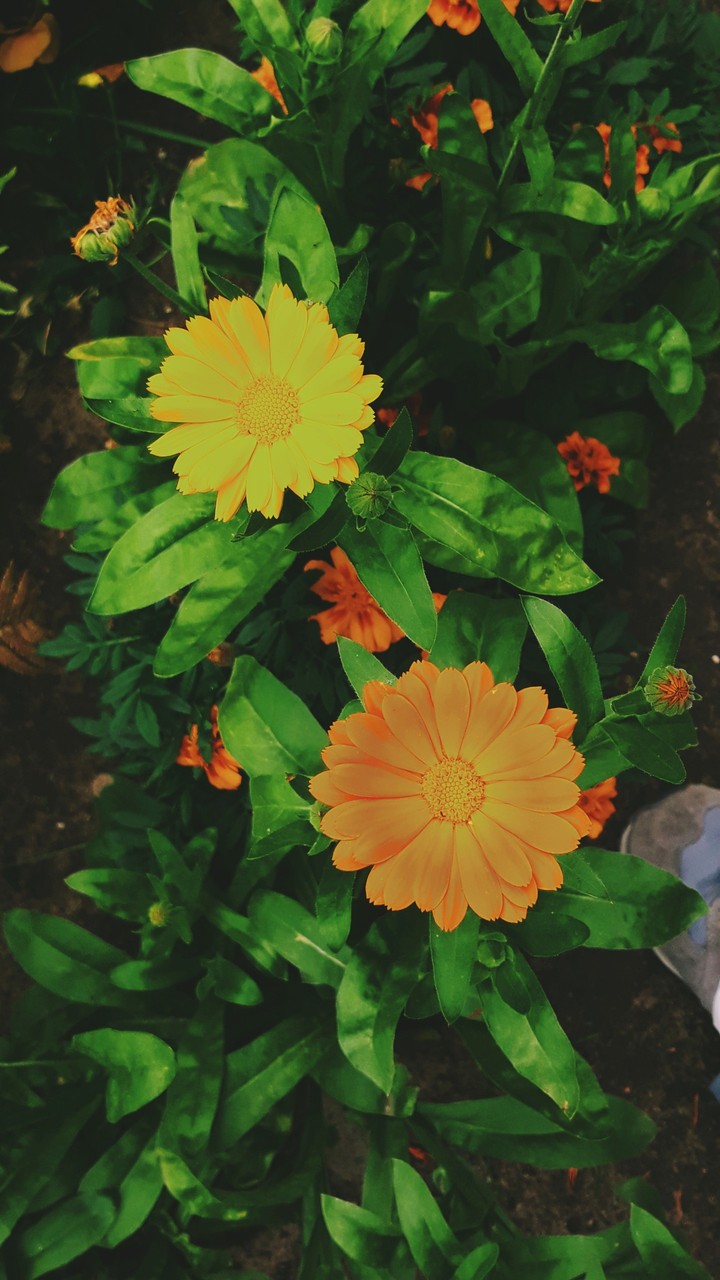 flowers