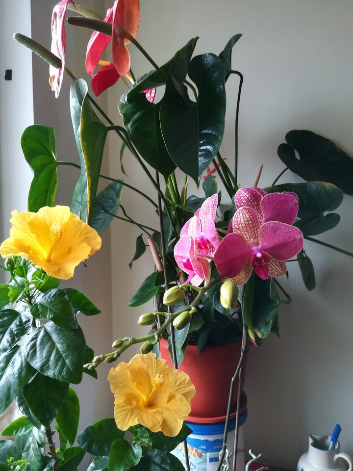 Flower