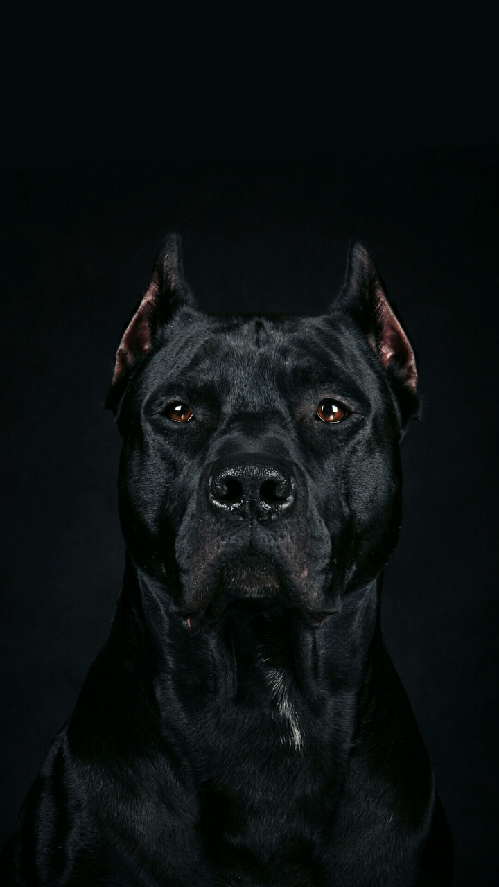 Black dog