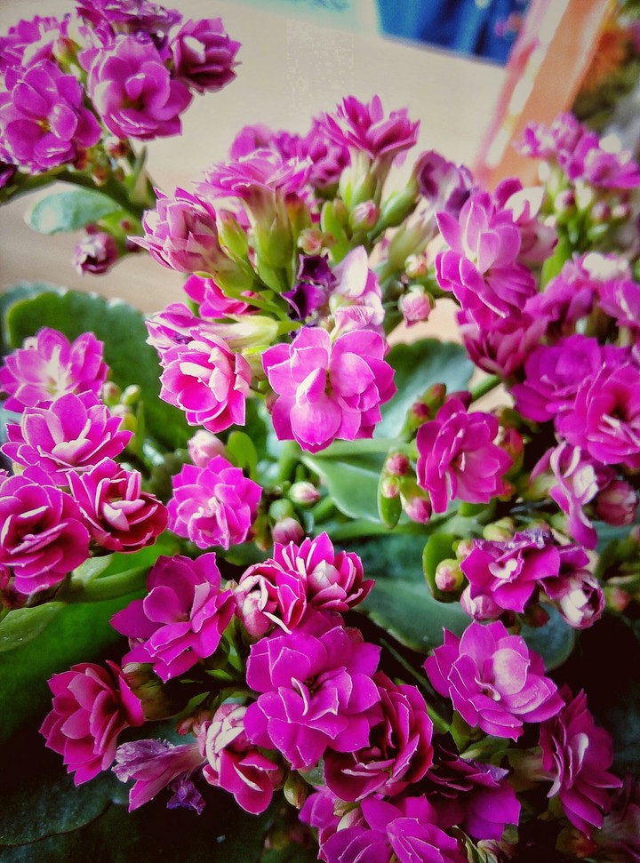Little pink flowers