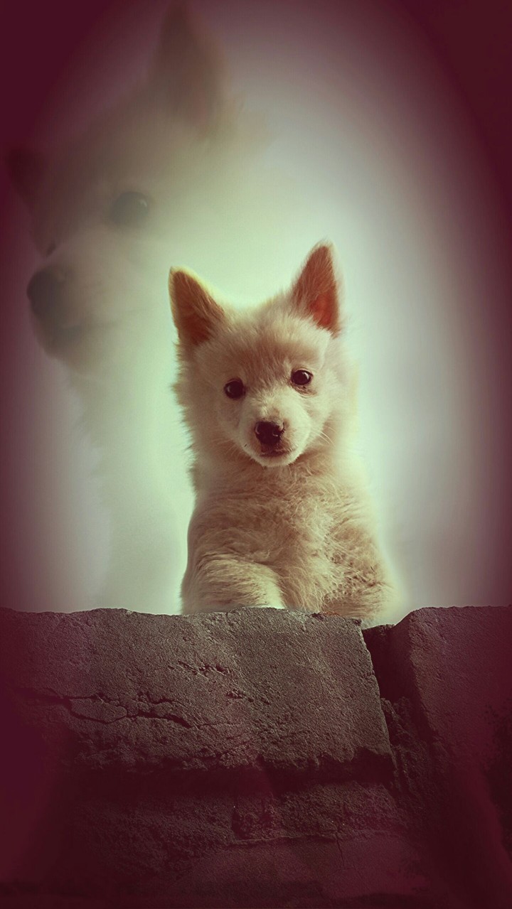 my doog