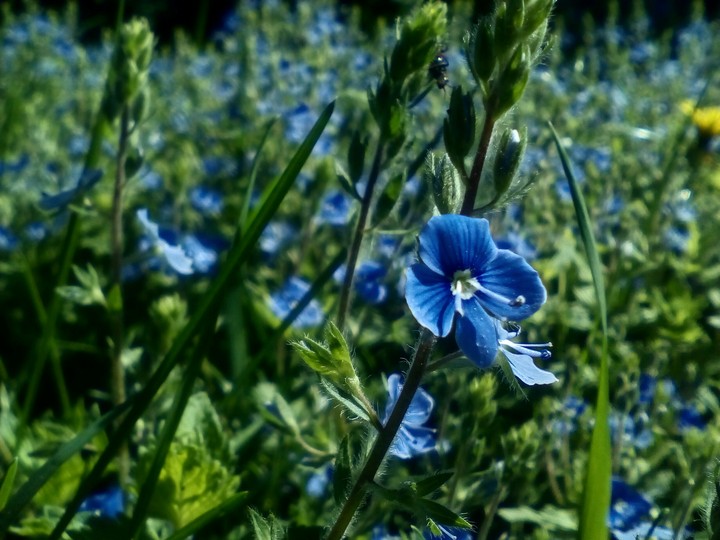 flowers
