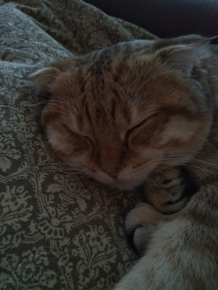 Селим