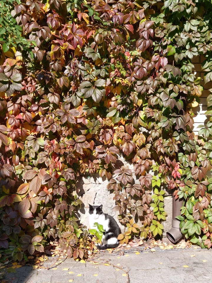 котик