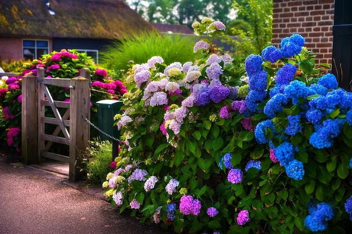 flowers