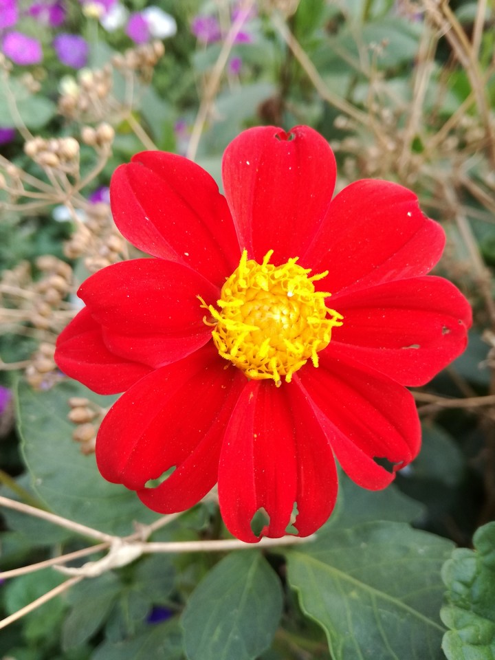flower