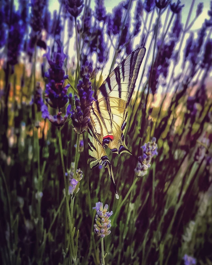 magic butterfly