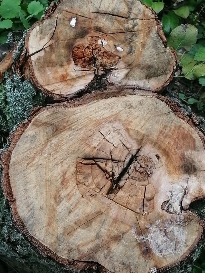 wood