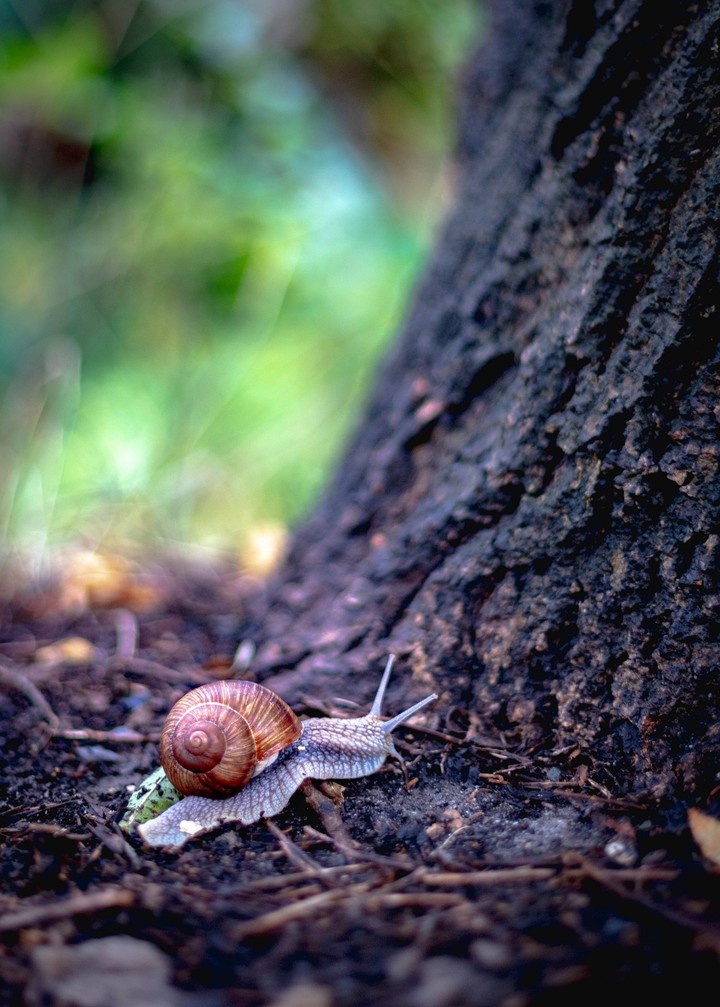 snail !