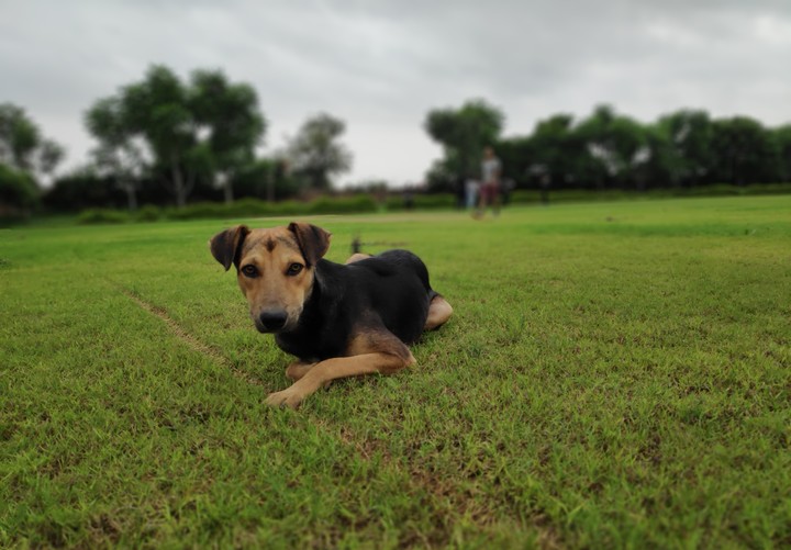 Some Bokeh Effect for You