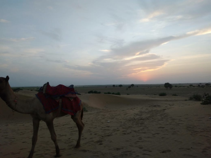 Camel and the beautiful view in jaisalmer