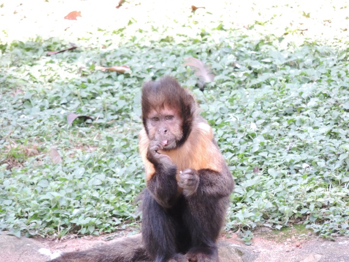 Macaco