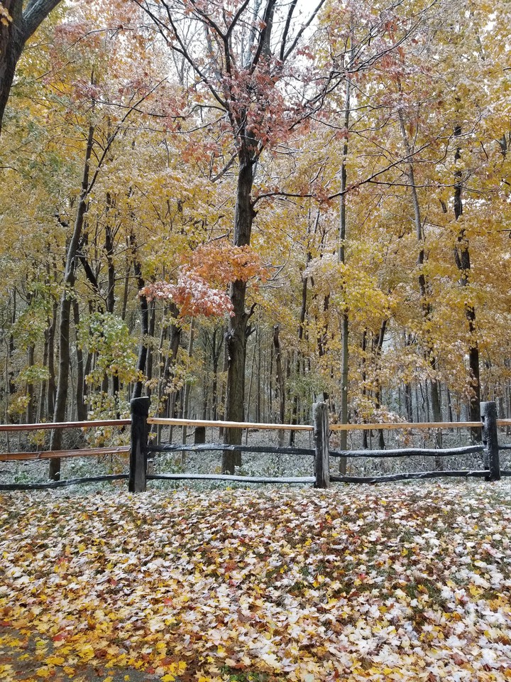 Falling into Winter