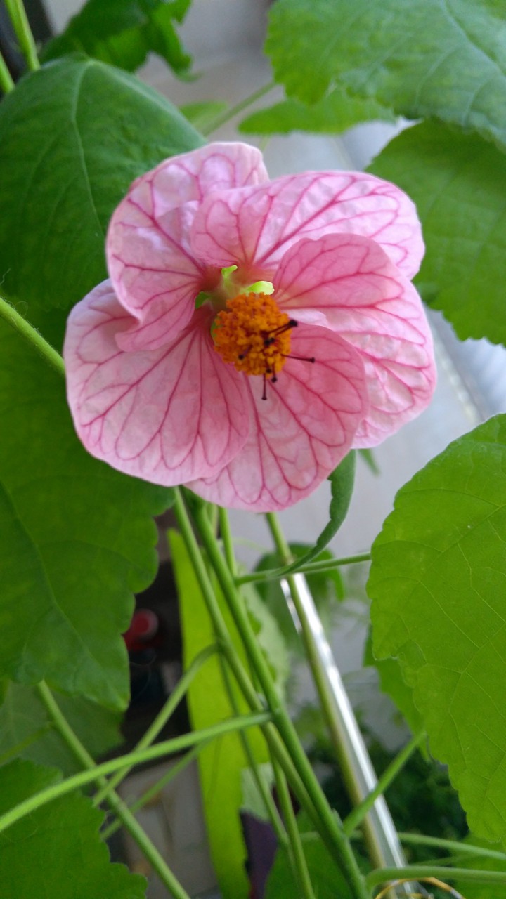 malva