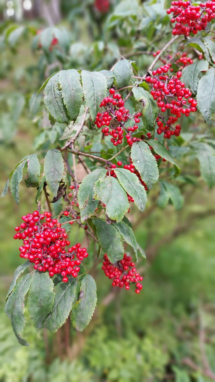 rowan berries