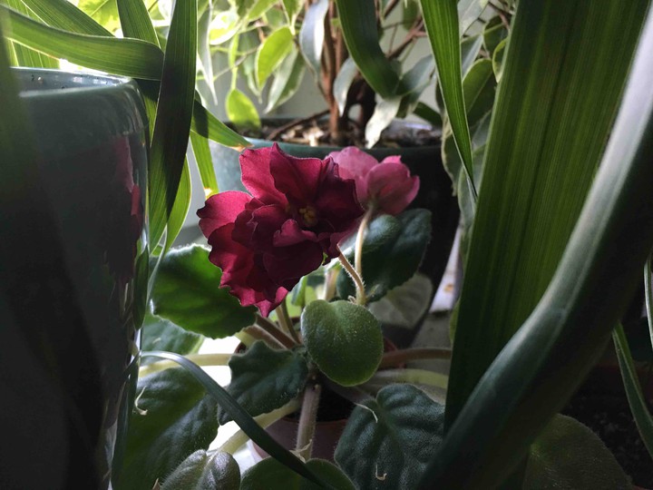 Home garden