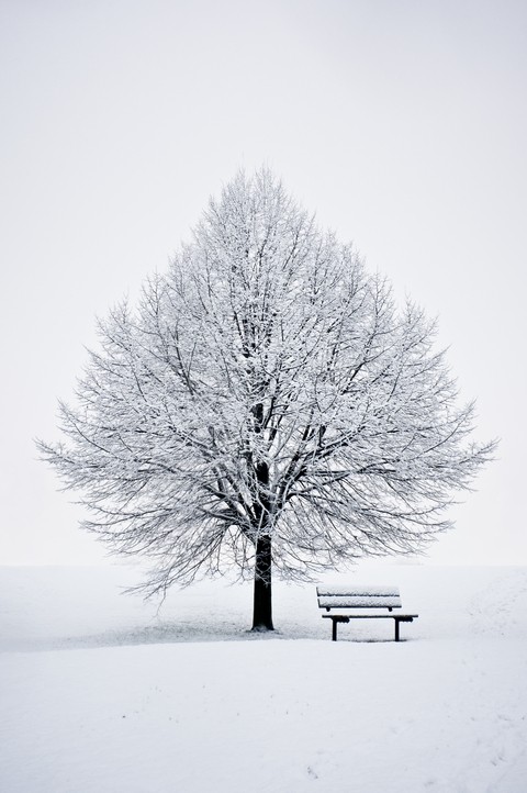 The White Tree