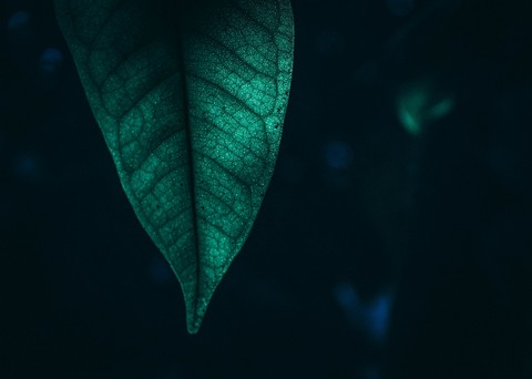 Green Leaf