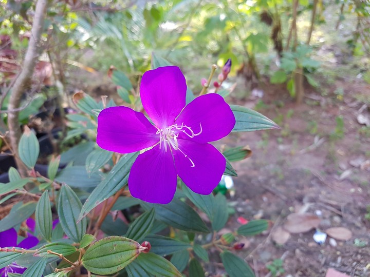 Flower