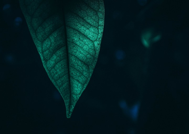 Green Leaf
