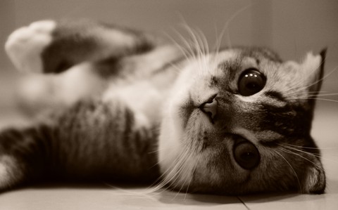Kitten