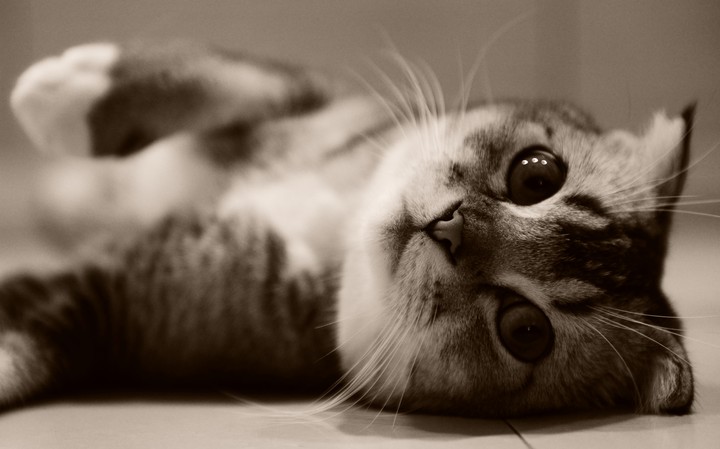 Kitten