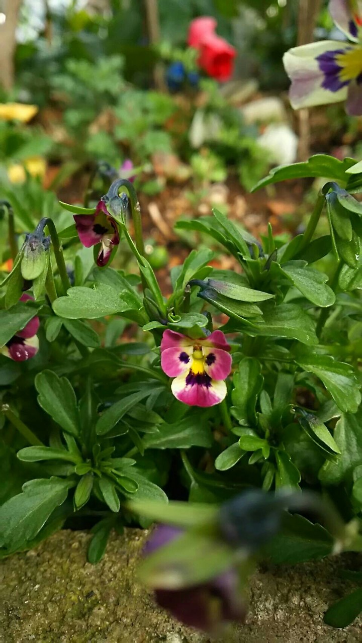 Viola (Violet)