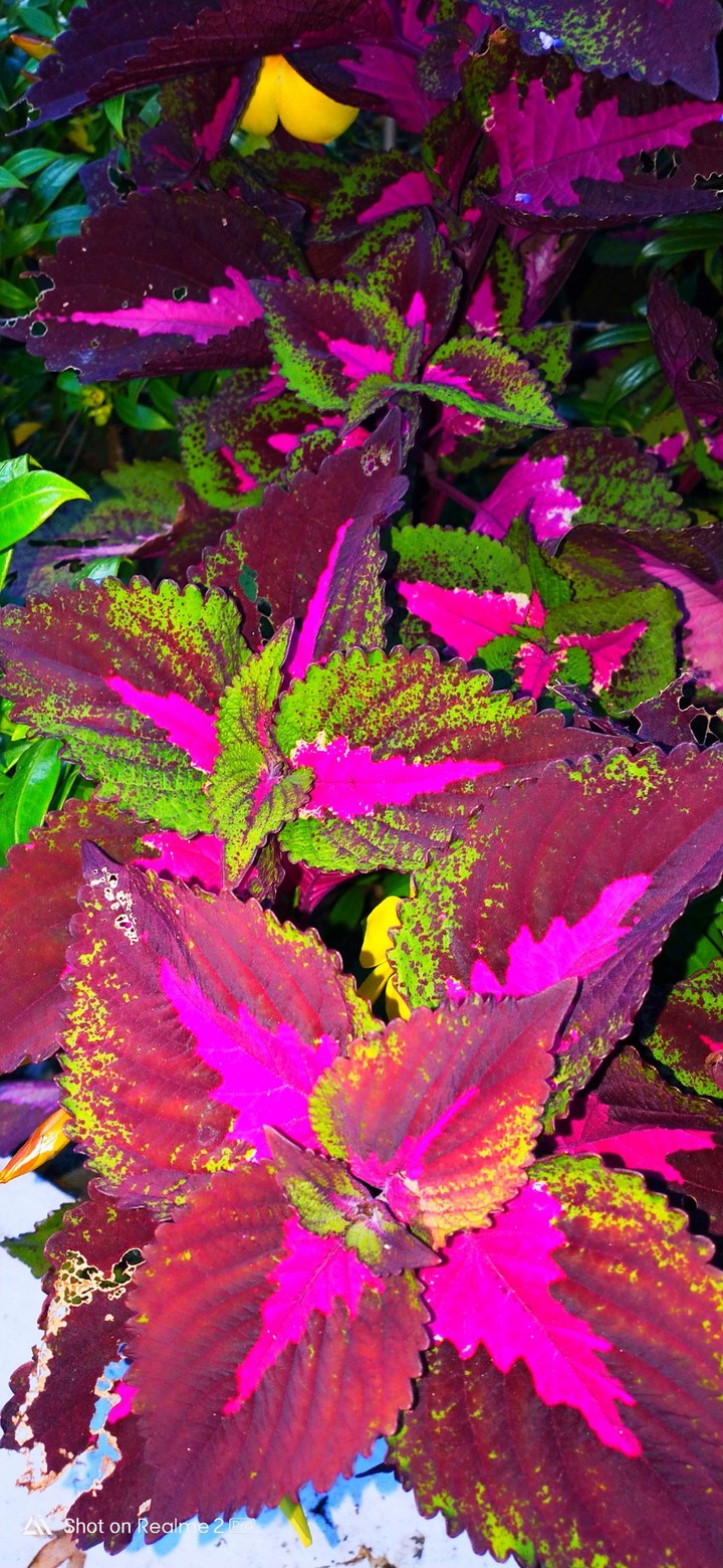 natural colour