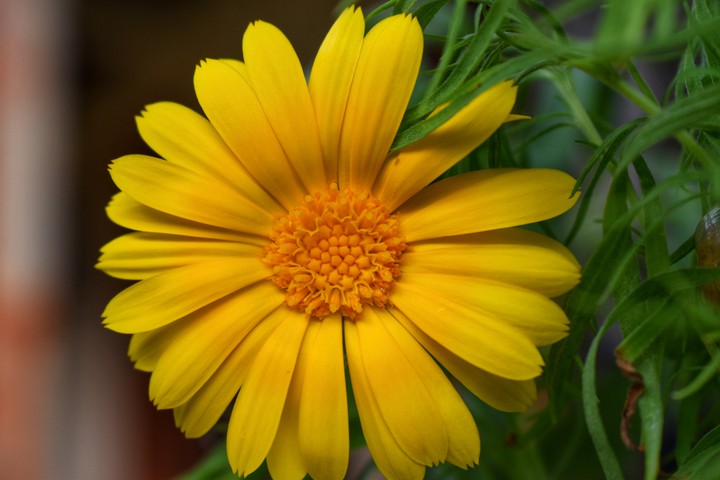 #Flower