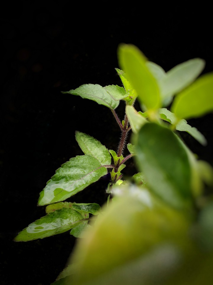 Holy Basil, Tulsi