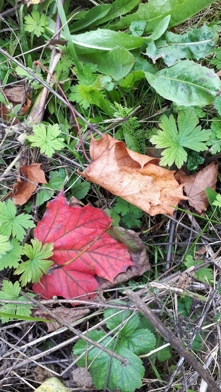 autumn