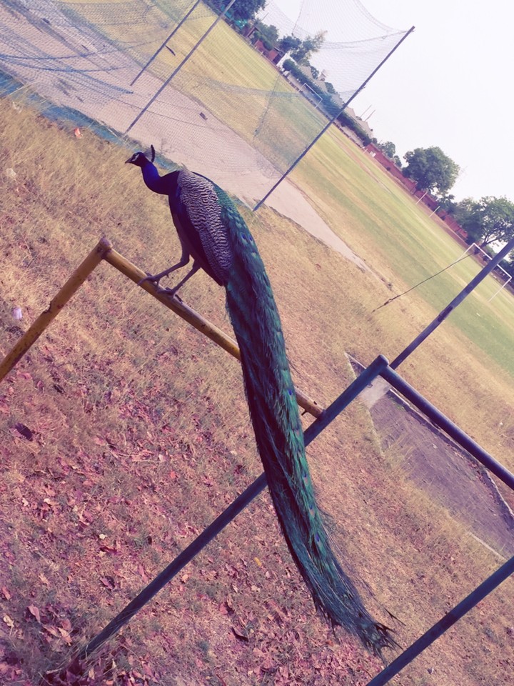 peacock