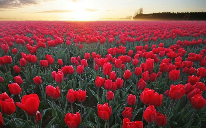 Red roses