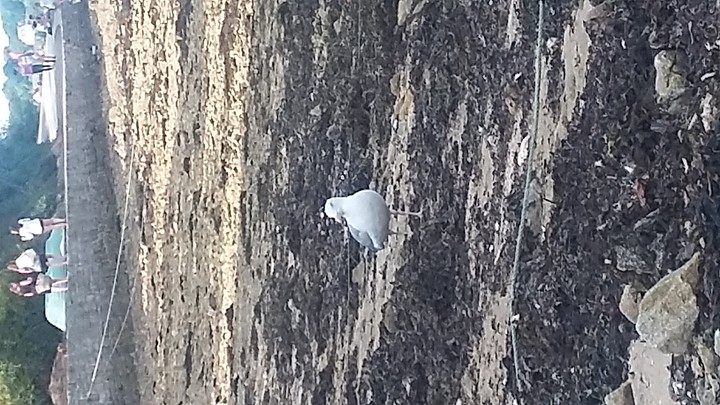 mouette