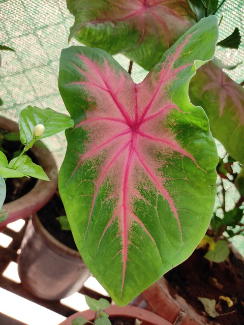 leaf