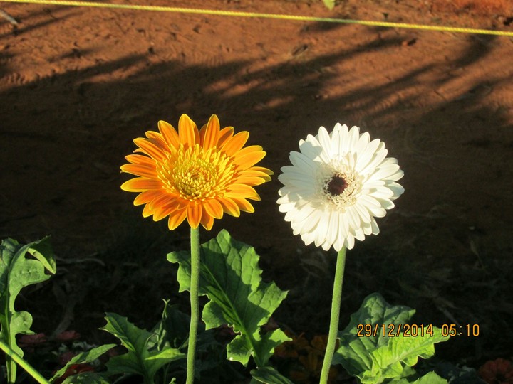 daisy family