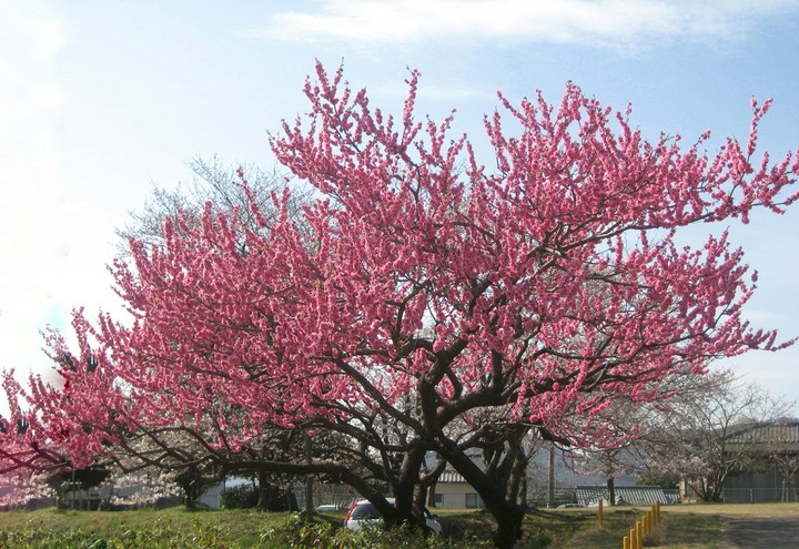 hoa anh đào