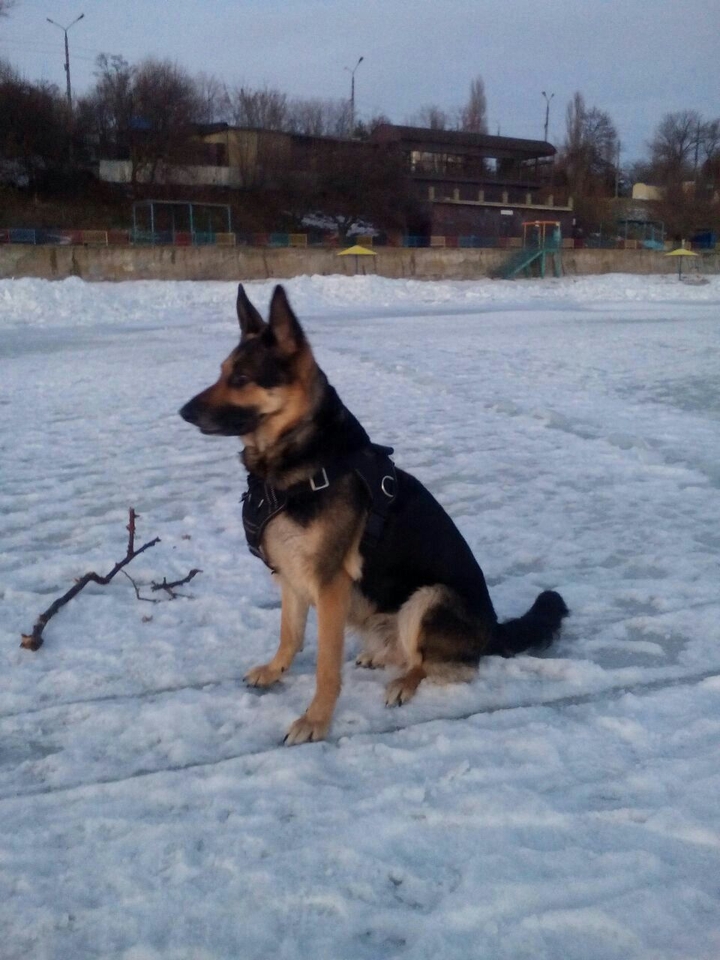 багира