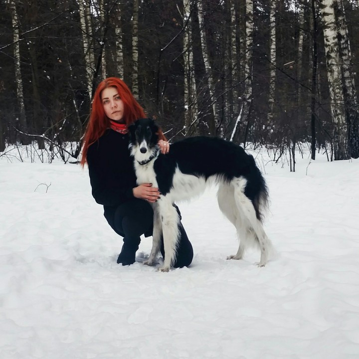 русская борзая