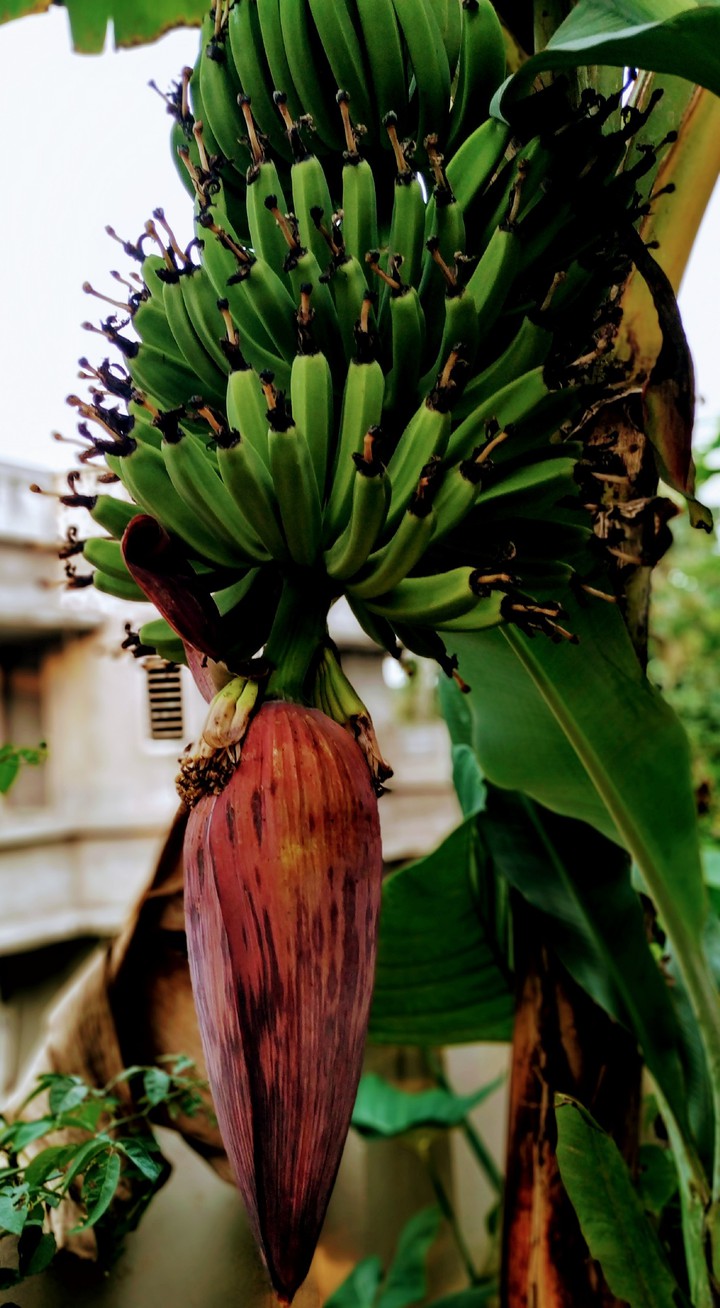 plantain