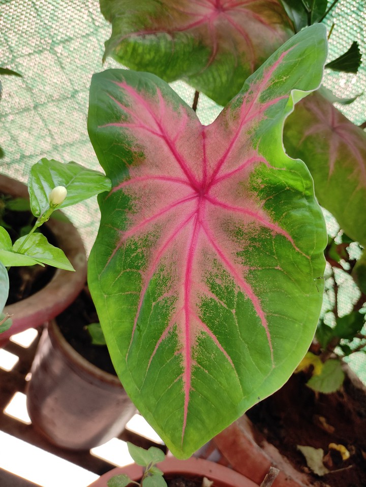 leaf