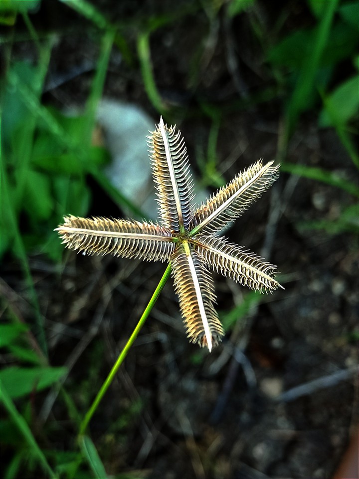 grass