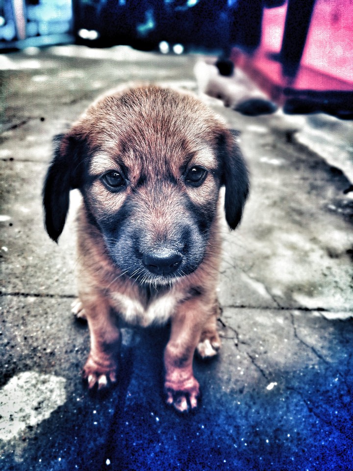 babydog