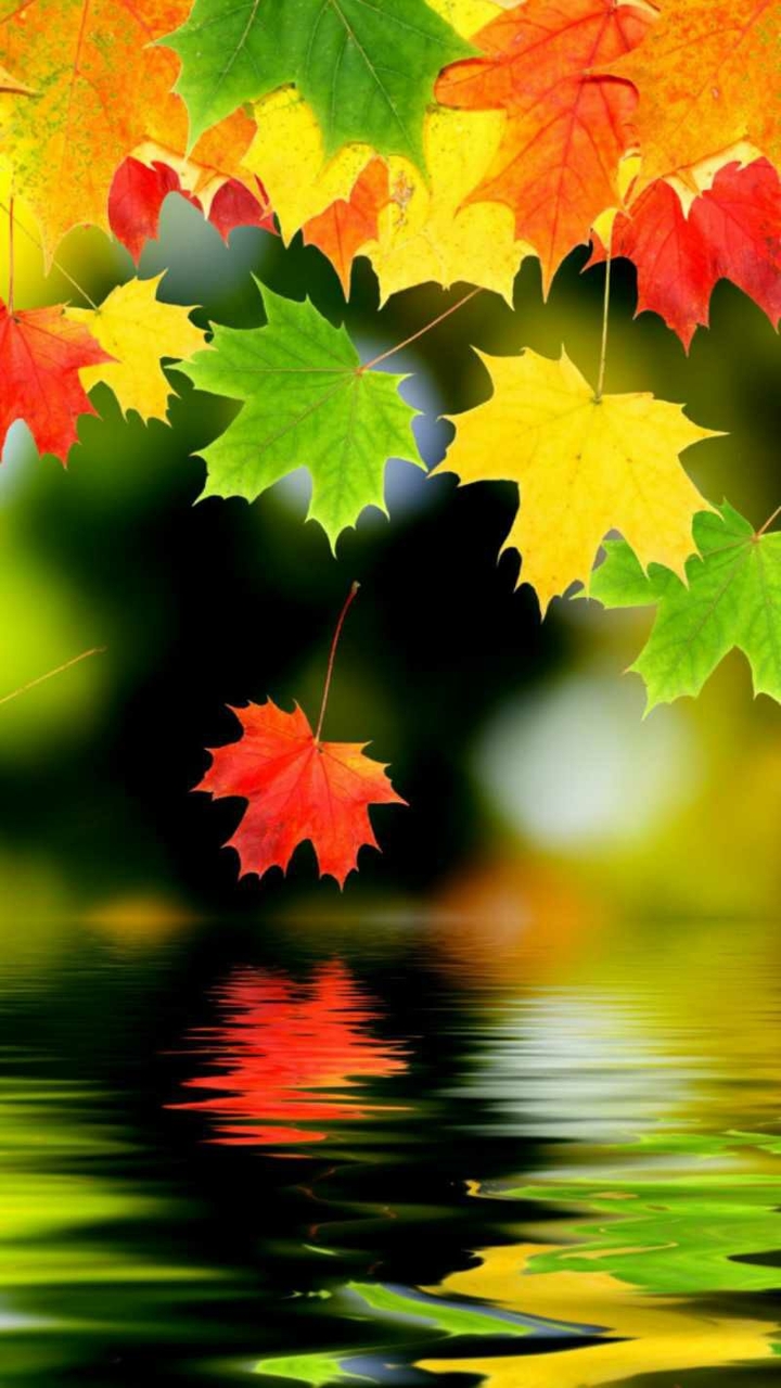 Осенние листья