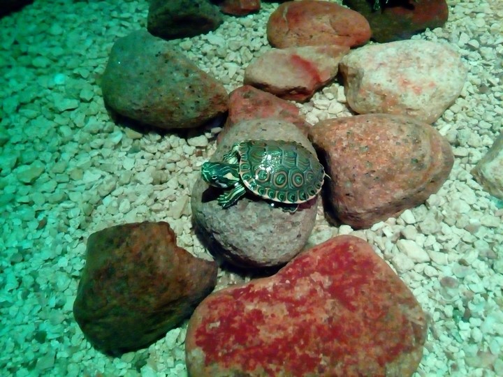 Little Turtle