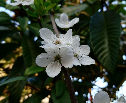 Spring-ti ti